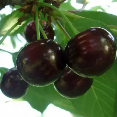 Дюк КСЕНИЯ (ЧЕРЕВИШНЯ) в Орше