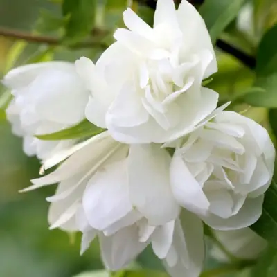 Жасмин МАНТО Д’ЭРМИН в Орше