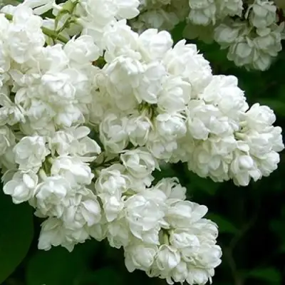 Сирень ПАМЯТЬ О КОЛЕСНИКОВЕ в Орше