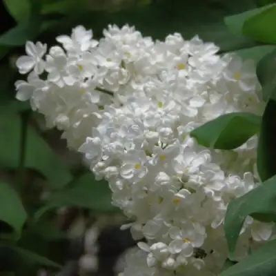 Сирень РУССКИЙ СЕВЕР в Орше