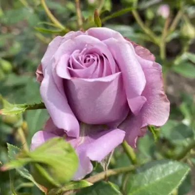 Роза БИЛОНА спрей в Орше