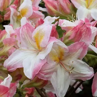 Азалия САТОМИ японская в Орше