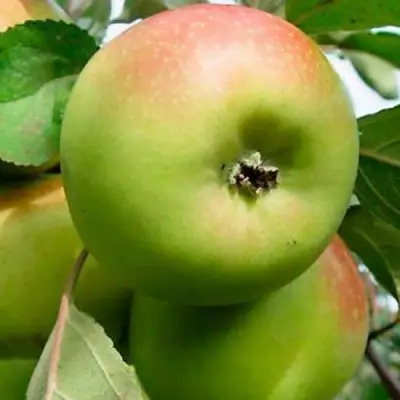 Яблоня БРАТ ЧУДНОГО стелющаяся в Орше