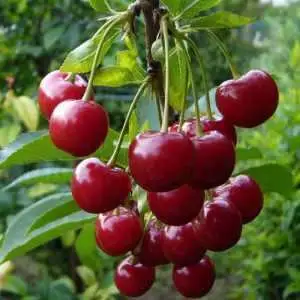 Дюк ФАКЕЛ в Орше