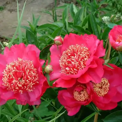 Пион БАРРИНГТОН БЕЛЬ травянистый в Орше