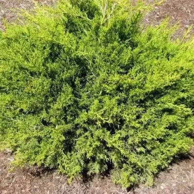 Можжевельник ИЗАБЕЛИН китайский в Орше