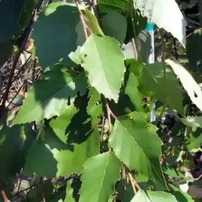 Береза САММЕР КАСКАД черная в Орше