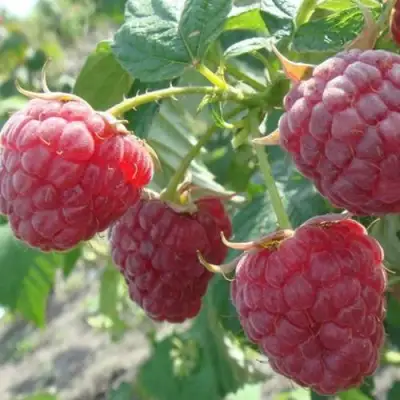 Малина БРУСИЛОВСКАЯ в Орше