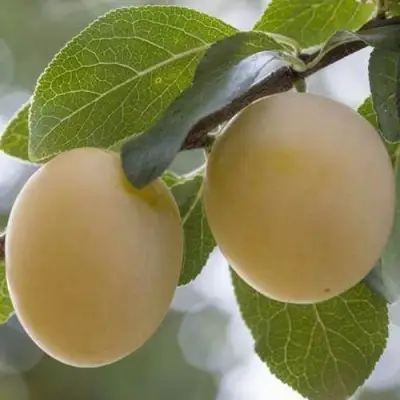 Слива УТРО в Орше