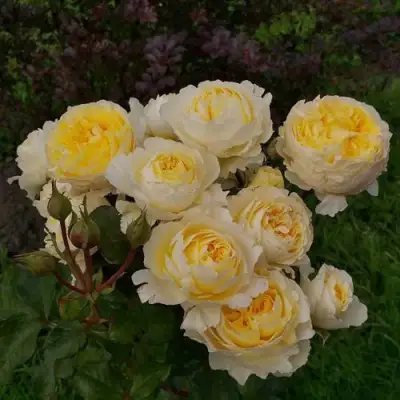 Роза БЕАТРИС английская в Орше