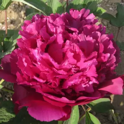 Пион ТАЙНАЯ СТРАСТЬ древовидный в Орше