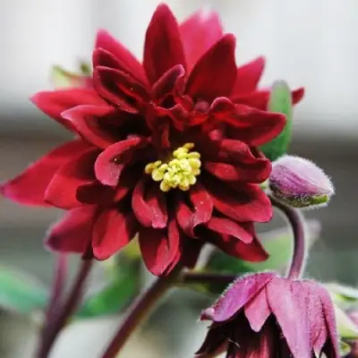 Аквилегия РУБИ ПОРТ обыкновенная в Орше