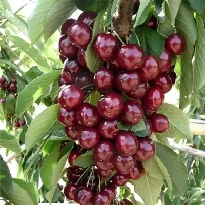 Черешня СИЛЬВИЯ колоновидная в Орше