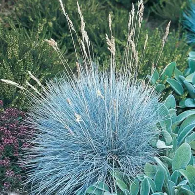 Овсяница АЙСФОГЕЛЬ сизая в Орше