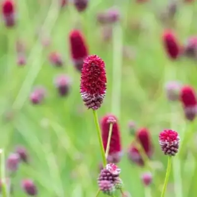 Кровохлебка БИТЛВИНГЗ в Орше