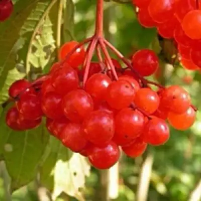 Калина ПАМЯТИ ВАЛЕНТИНЫ в Орше