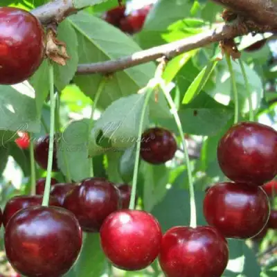 Дюк ИВАНОВНА в Орше