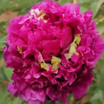 Пион ПОЛЕТ ЛАСТОЧКИ древовидный в Орше