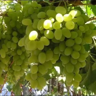 Виноград ИЛЬЯ  в Орше
