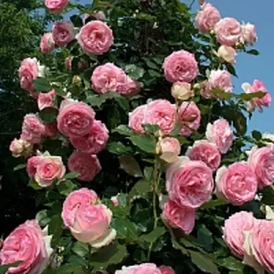 Роза ПЬЕР ДЕ РОНСАР плетистая в Орше