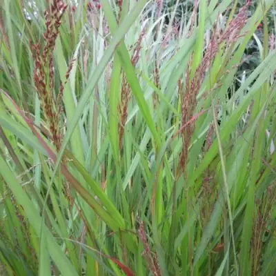 Просо ВЭРРИОР прутьевидное в Орше