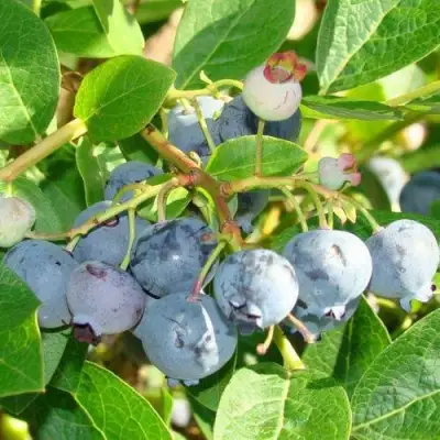 Голубика БЛЮДЖЕЙ в Орше