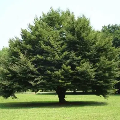 Бук обыкновенный в Орше