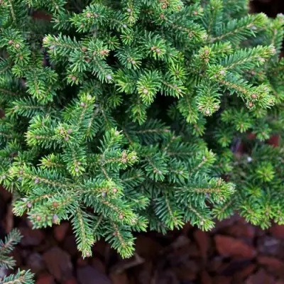 Ель ВИЛС ЦВЕРГ обыкновенная в Орше