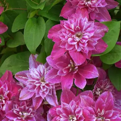 Клематис МАЙ ДАРЛИНГ  в Орше