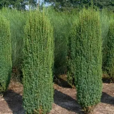 Можжевельник ХИБЕРНИКА обыкновенный  в Орше