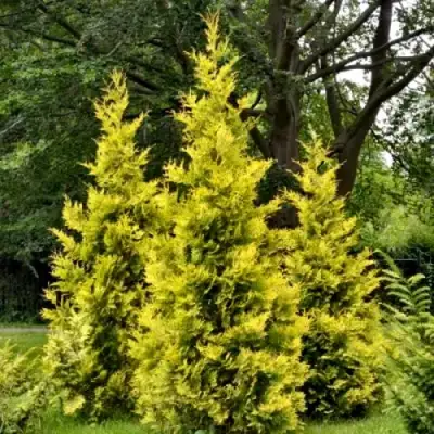 Туя ГОЛДЕН БРАБАНТ западная в Орше