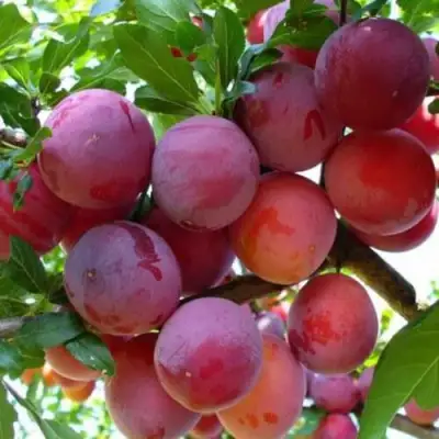 Слива НЕКТАРИННАЯ АРОМАТНАЯ в Орше