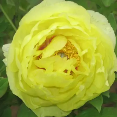 Пион ЗОЛОТО ПОДНЕБЕСНОЙ древовидный в Орше