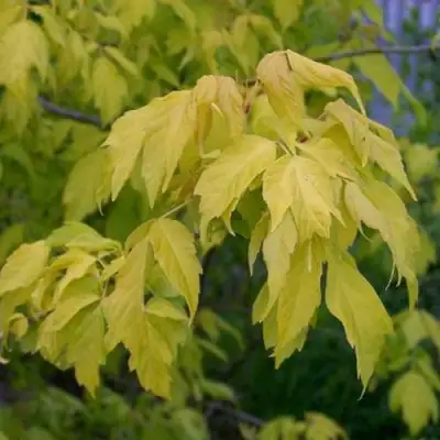 Клен ясенелистный в Орше