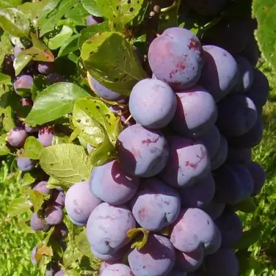 Слива НАГРАДА НЕМАНСКАЯ в Орше