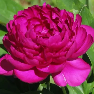 Пион БАРХАТ НОЧИ травянистый в Орше