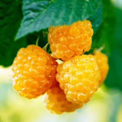 Малина МЕДОВАЯ в Орше