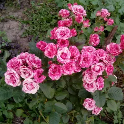 Роза ФЛЕШ ДАНС спрей в Орше