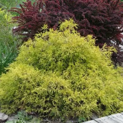 Кипарисовик ГОЛДЕН МОП горохоплодный в Орше