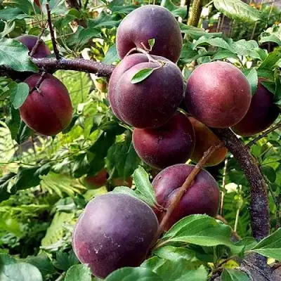 Шарафуга БЕЛЛА РОЯЛЬ в Орше