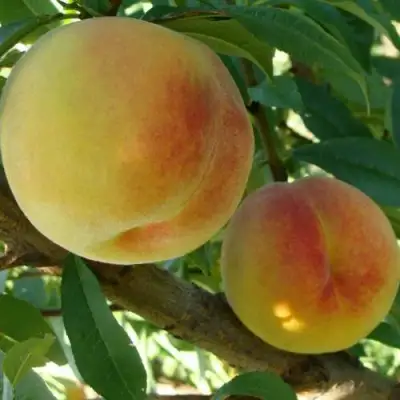 Персик ДОНЕЦКИЙ ЖЕЛТЫЙ в Орше