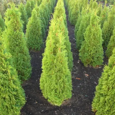 Туя САННИ СМАРАГД западная  в Орше