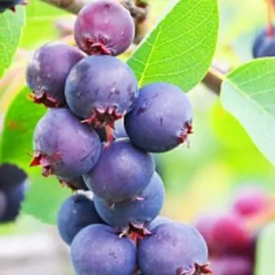 Ирга СМОУКИ в Орше