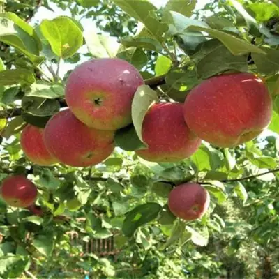 Яблоня ОРЛИК в Орше