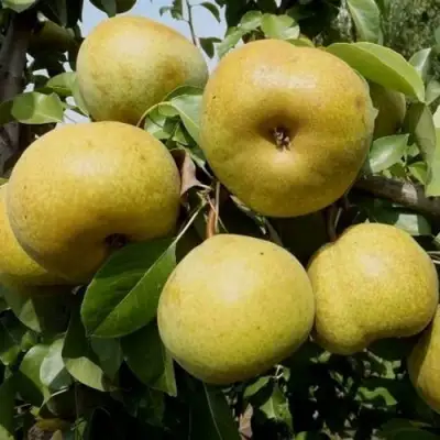 Груша ПЛАТОНОВСКАЯ в Орше