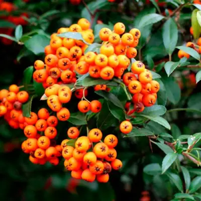 Пираканта ОРАНЖ ГЛОУ в Орше