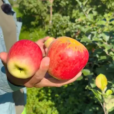 Яблоня БЛАГАЯ ВЕСТЬ в Орше