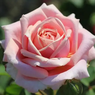 Роза ФРЕДЕРИК МИСТРАЛЬ чайно-гибридная в Орше