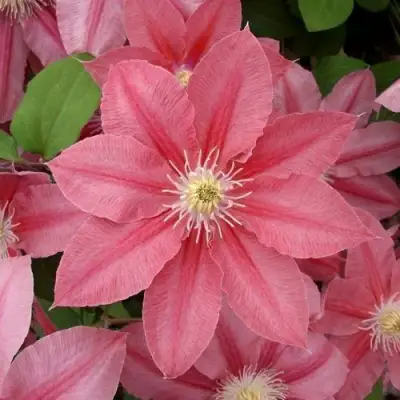 Клематис ЛИТЛ МЕРМЕЙД в Орше