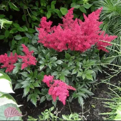 Астильба БОНН японская в Орше